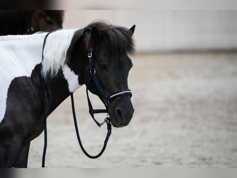 Islandpferd Wallach 11 Jahre 140 cm Schecke in Straßwalchen