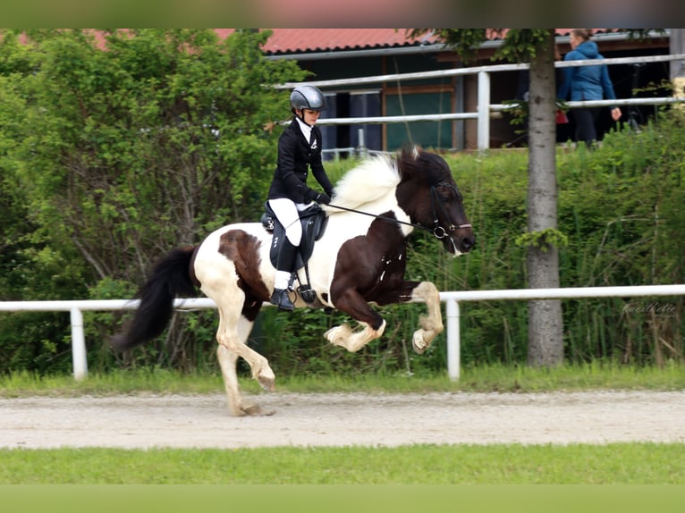 Islandpferd Wallach 11 Jahre 140 cm Schecke in Straßwalchen