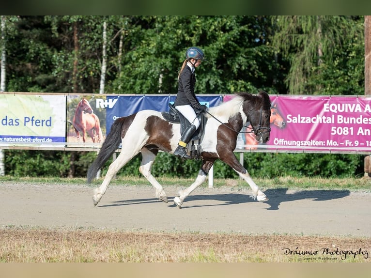 Islandpferd Wallach 11 Jahre 140 cm Schecke in Straßwalchen