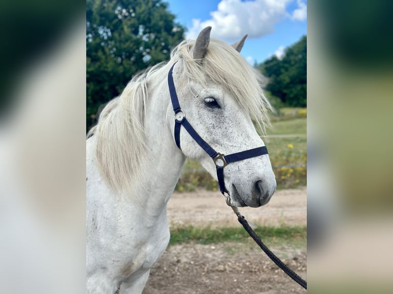 Islandpferd Wallach 11 Jahre 140 cm Schimmel in Buchholz in der Nordheide