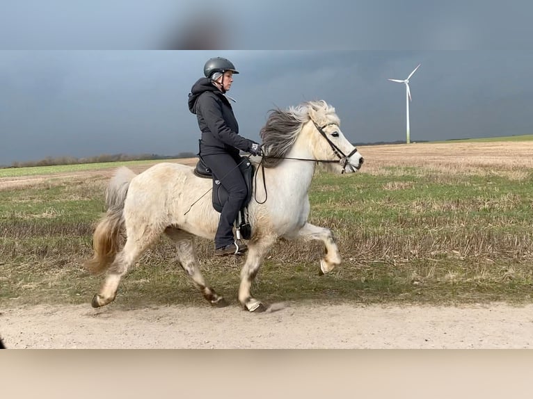 Islandpferd Wallach 11 Jahre 140 cm Schimmel in Schneverdingen