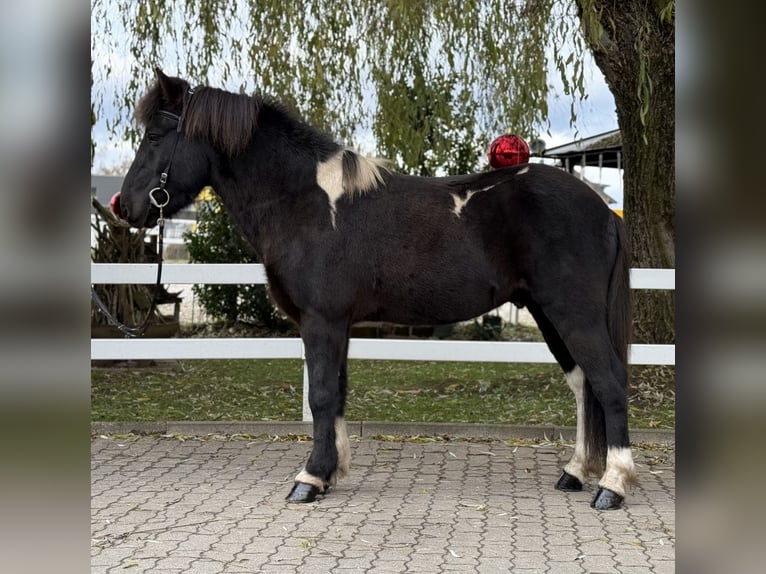 Islandpferd Wallach 11 Jahre 141 cm Schecke in Lochen am See