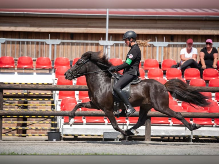 Islandpferd Wallach 11 Jahre 142 cm Rappe in Lochen am See