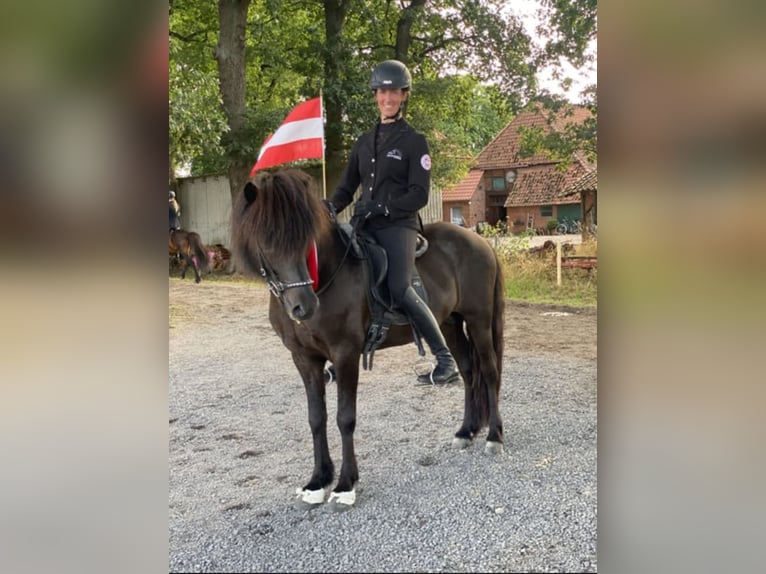 Islandpferd Wallach 11 Jahre 142 cm Rappe in Lochen am See