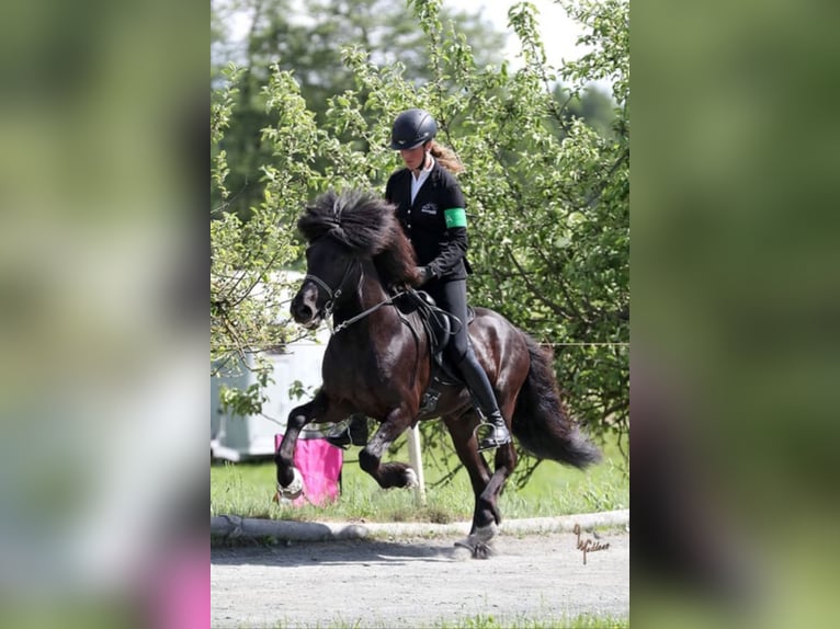 Islandpferd Wallach 11 Jahre 142 cm Rappe in Lochen am See