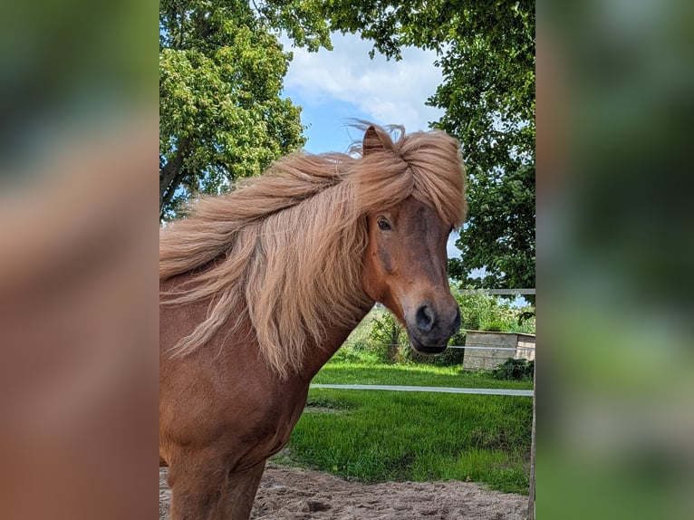 Islandpferd Wallach 11 Jahre 143 cm Dunkelfuchs in Straelen