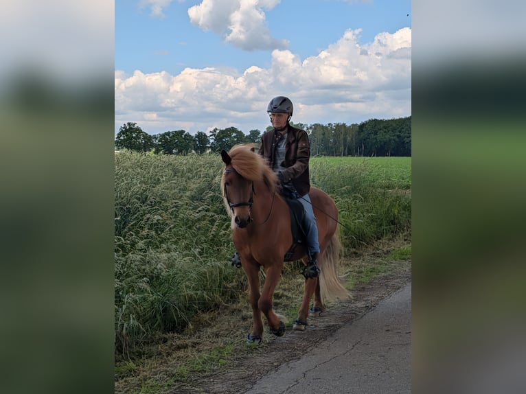 Islandpferd Wallach 11 Jahre 143 cm Dunkelfuchs in Straelen