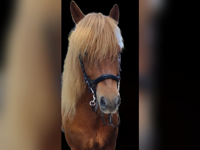 Islandpferd Wallach 11 Jahre 143 cm Dunkelfuchs in Straelen