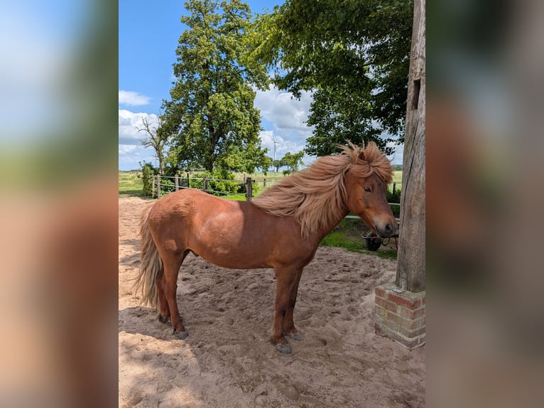 Islandpferd Wallach 11 Jahre 143 cm Dunkelfuchs in Straelen