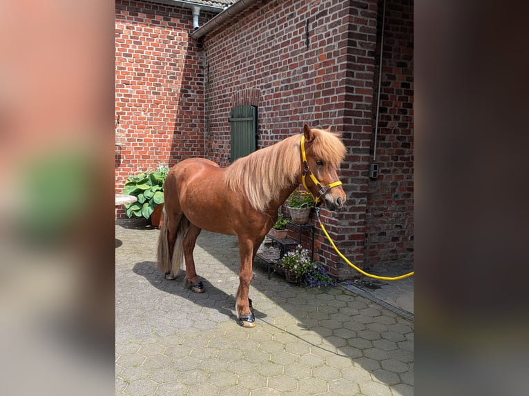Islandpferd Wallach 11 Jahre 143 cm Dunkelfuchs in Straelen