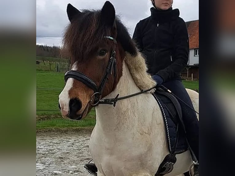 Islandpferd Wallach 11 Jahre 143 cm Schecke in Iserlohn Islandpferd Wallach 11 Jahre 143 cm Schecke in Iserlohn