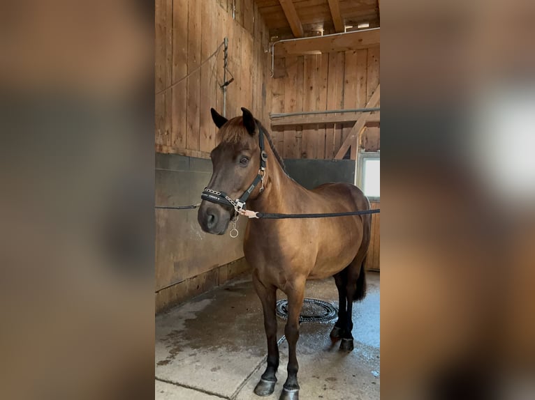 Islandpferd Wallach 11 Jahre 145 cm Brauner in Weilheim in OberbayernWeilheim