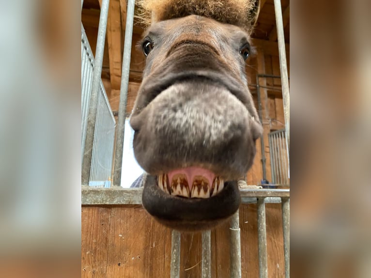 Islandpferd Wallach 11 Jahre 145 cm Brauner in Weilheim in OberbayernWeilheim