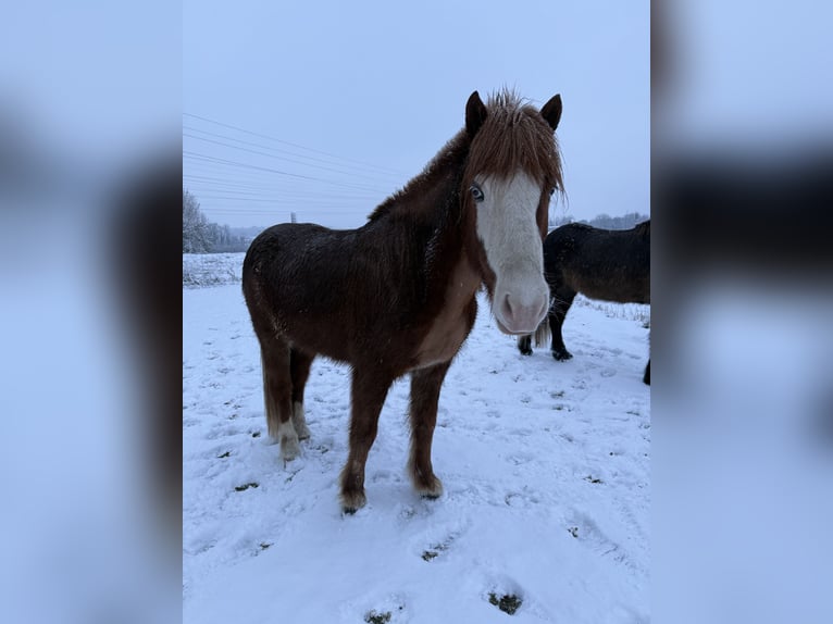 Islandpferd Wallach 11 Jahre 145 cm Fuchs in Condécourt