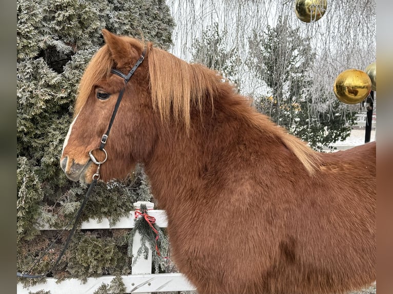 Islandpferd Wallach 11 Jahre 145 cm Fuchs in Lochen am See