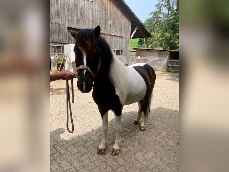 Islandpferd Wallach 11 Jahre 145 cm Schecke in Osterfingen