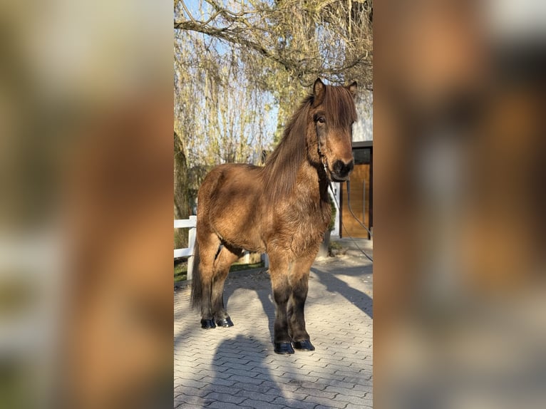 Islandpferd Wallach 11 Jahre 146 cm Brauner in Lochen am See