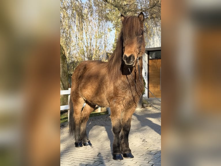 Islandpferd Wallach 11 Jahre 146 cm Brauner in Lochen am See