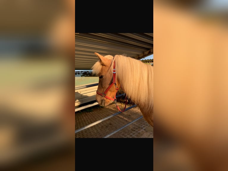 Islandpferd Wallach 11 Jahre 147 cm  in Ottersweier