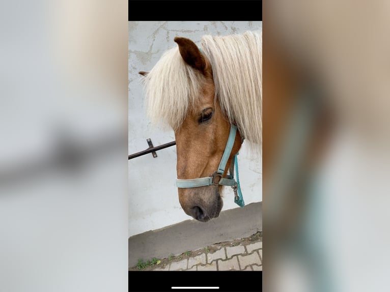 Islandpferd Wallach 11 Jahre 147 cm  in Ottersweier