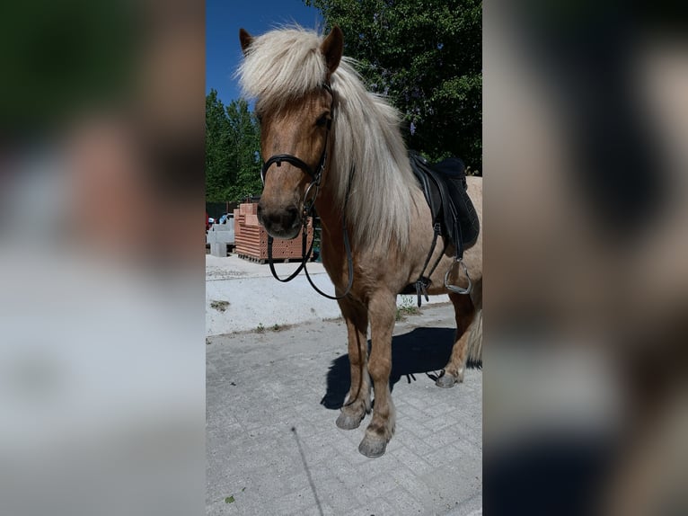 Islandpferd Wallach 11 Jahre 147 cm  in Ottersweier