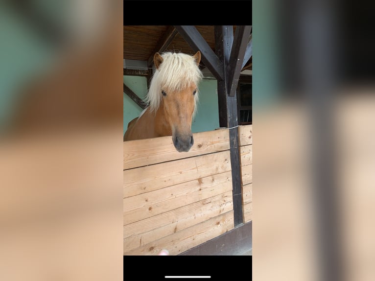 Islandpferd Wallach 11 Jahre 147 cm  in Ottersweier