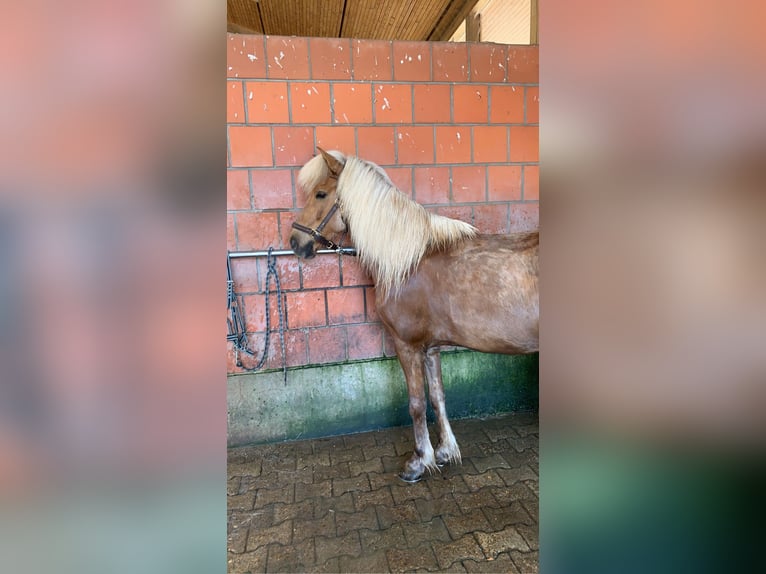 Islandpferd Wallach 11 Jahre 147 cm  in Ottersweier