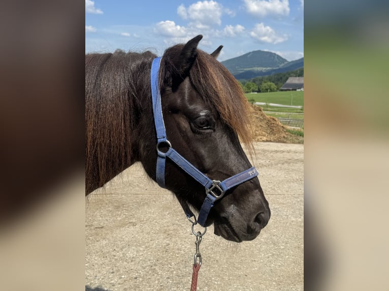 Islandpferd Wallach 11 Jahre 147 cm Rappe in Semriach