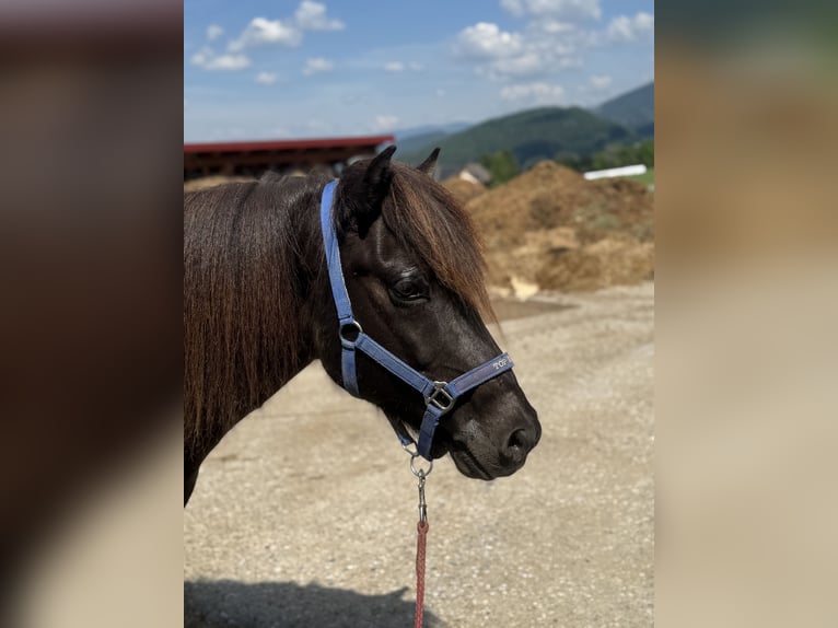 Islandpferd Wallach 11 Jahre 147 cm Rappe in Semriach