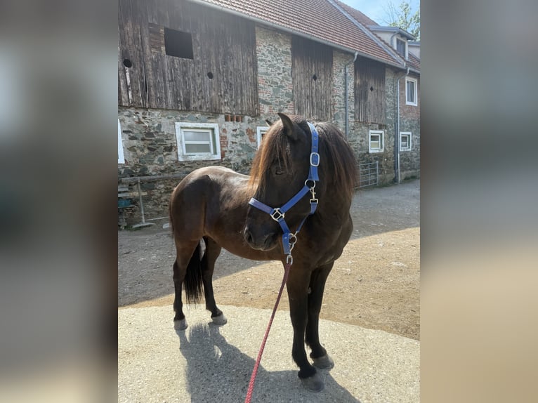 Islandpferd Wallach 11 Jahre 147 cm Rappe in Semriach