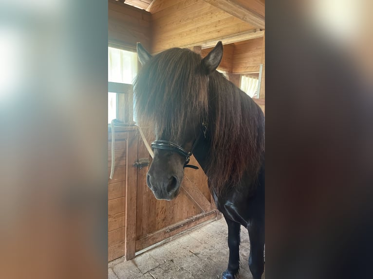 Islandpferd Wallach 11 Jahre 148 cm Rappe in Kiefersfelden