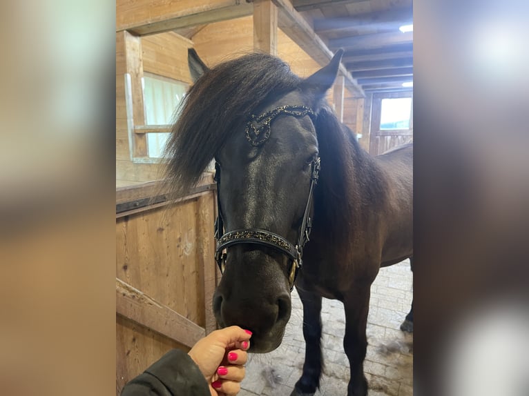 Islandpferd Wallach 11 Jahre 148 cm Rappe in Kiefersfelden