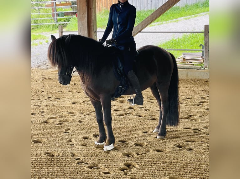 Islandpferd Wallach 11 Jahre 148 cm Rappe in Kiefersfelden