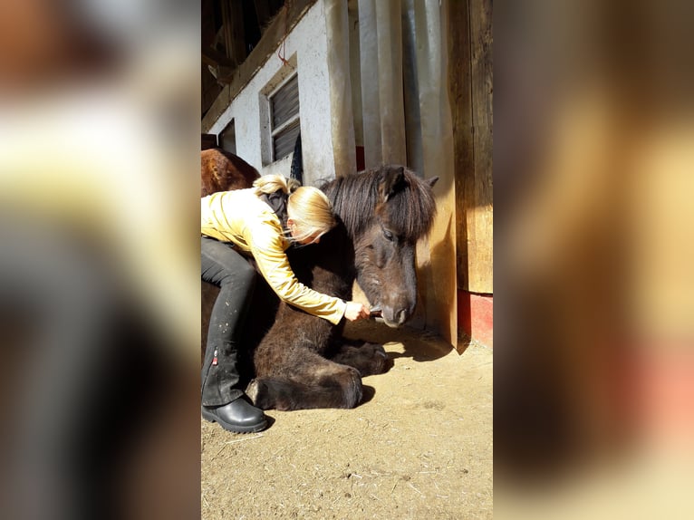 Islandpferd Wallach 11 Jahre 150 cm Schwarzbrauner in Börtlingen