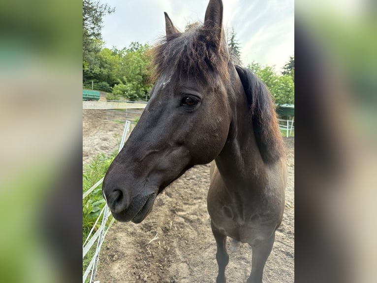 Islandpferd Mix Wallach 11 Jahre 151 cm Dunkelbrauner in Winsen (Aller)