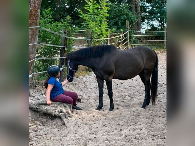 Islandpferd Mix Wallach 11 Jahre 151 cm Rappe in Bergen