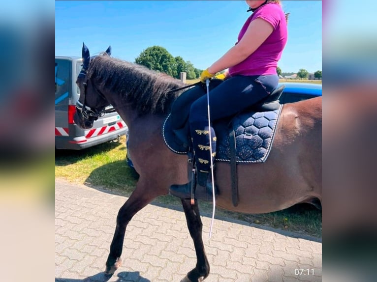 Islandpferd Mix Wallach 11 Jahre 151 cm Rappe in Bergen