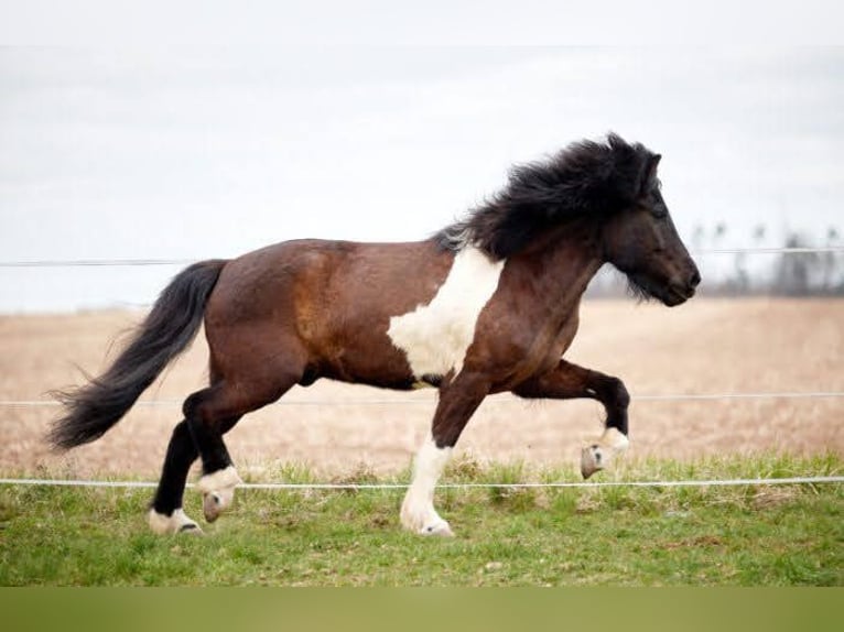 Islandpferd Wallach 11 Jahre 152 cm Schecke in Morbach