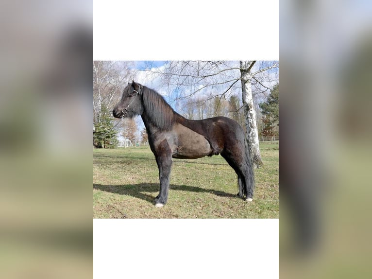 Islandpferd Wallach 11 Jahre 154 cm Rappe in TutzingTutzing Islandpferd Wallach 11 Jahre 154 cm Rappe in TutzingTutzing