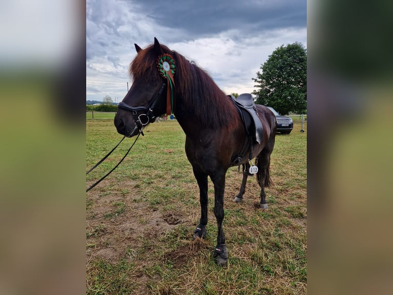 Islandpferd Wallach 11 Jahre 154 cm Rappe in TutzingTutzing Islandpferd Wallach 11 Jahre 154 cm Rappe in TutzingTutzing