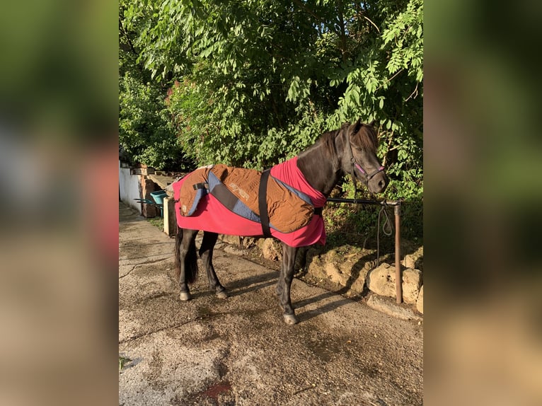Islandpferd Wallach 11 Jahre 154 cm Rappe in TutzingTutzing Islandpferd Wallach 11 Jahre 154 cm Rappe in TutzingTutzing