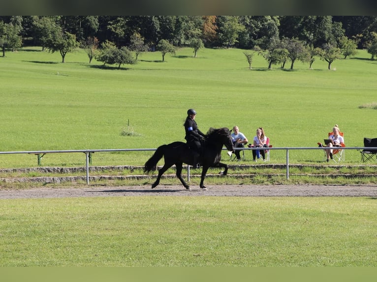 Islandpferd Wallach 11 Jahre 154 cm Rappe in TutzingTutzing Islandpferd Wallach 11 Jahre 154 cm Rappe in TutzingTutzing