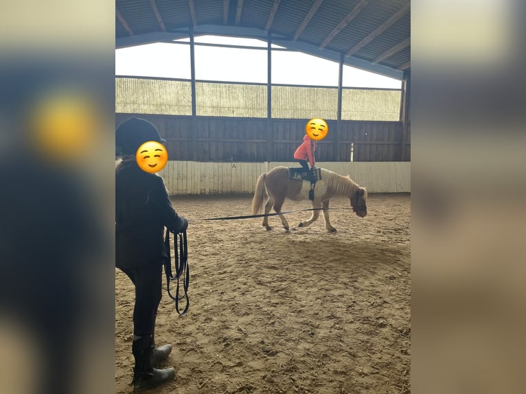Islandpferd Wallach 11 Jahre Schecke in Bruchsal