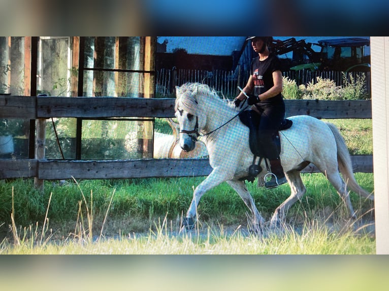 Islandpferd Wallach 11 Jahre Schimmel in Marburg