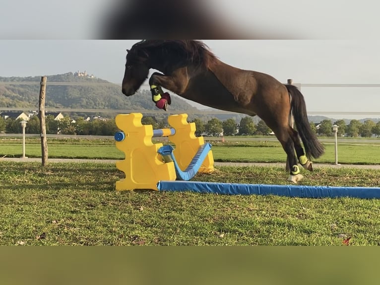 Islandpferd Wallach 12 Jahre 135 cm Brauner in Zwingenberg