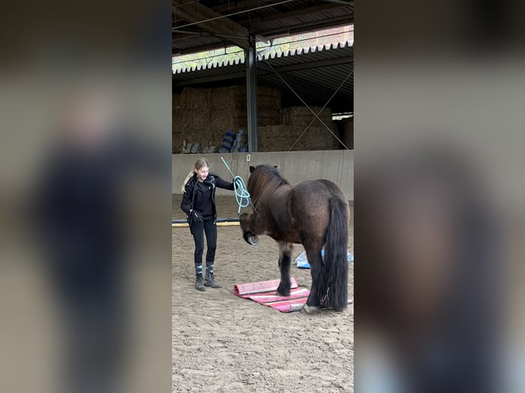Islandpferd Wallach 12 Jahre 135 cm Brauner in Zwingenberg
