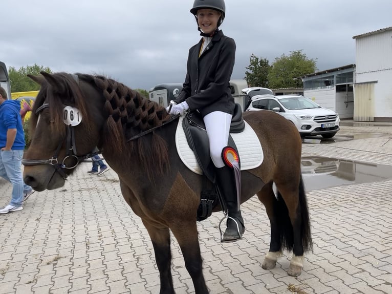 Islandpferd Wallach 12 Jahre 135 cm Brauner in Zwingenberg