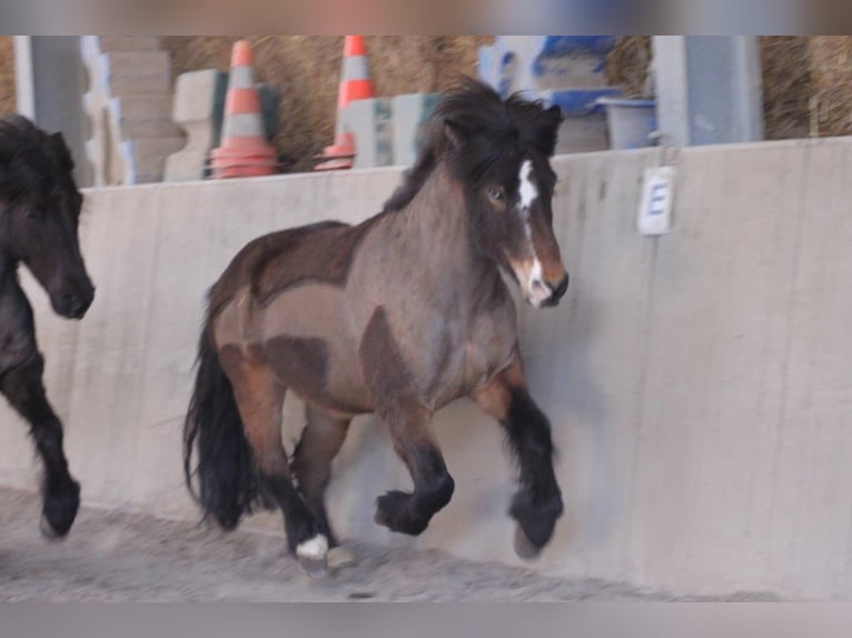 Islandpferd Wallach 12 Jahre 135 cm Brauner in Zwingenberg