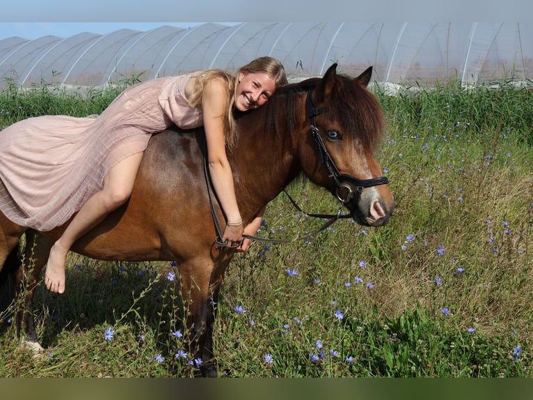 Islandpferd Wallach 12 Jahre 135 cm Brauner in Zwingenberg