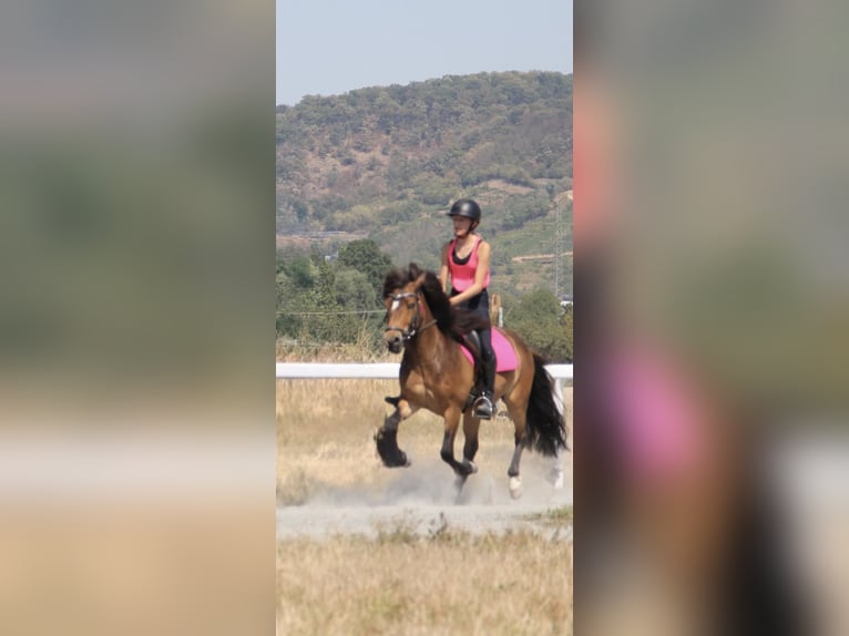 Islandpferd Wallach 12 Jahre 135 cm Brauner in Zwingenberg